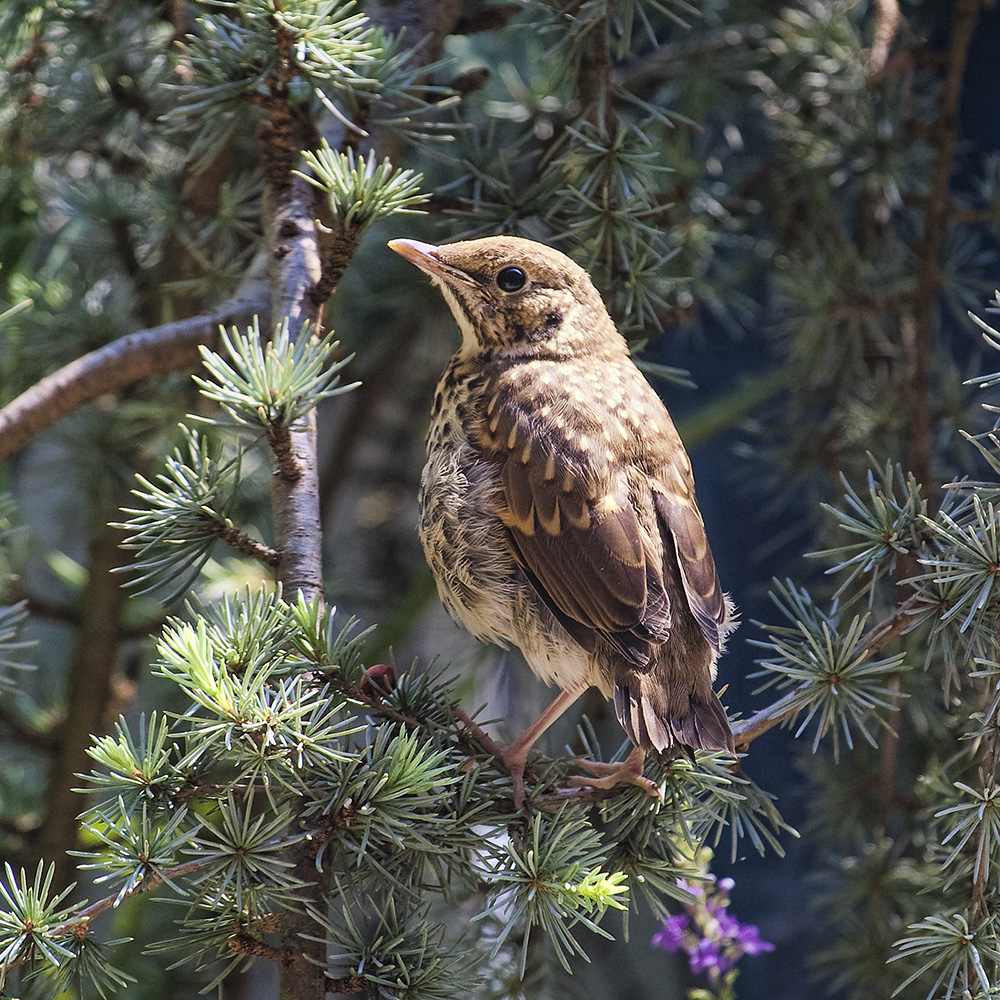 [Image: songthrush01.jpg]